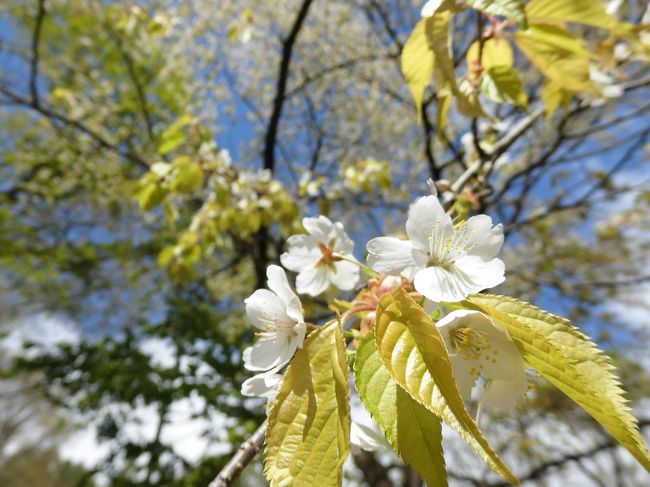 もう桜も終わり、葉桜になっていますが、ちょっと山の方へ行って、西蔵王、県民の森など、桜を求めてあるいてみました。<br />西蔵王野草園には、「世界でひとつだけの桜」咲くのを待って、行って見ました。<br />県民の森も、平地よりちょっと遅く咲くので、行って見ましたが、盛りを過ぎた感もありますが、満開の桜も見る事が出来ました。<br />今年最後の、桜やら、変わった野草やら見る事が出来ました。