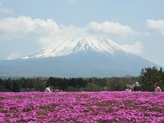 本栖湖：富士芝桜まつり