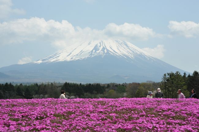 ゴールデン・ウィークが終わった平日の金曜日に、本栖湖の富士芝桜まつりに行きました。<br />５分咲きとのことでしたが、それでも綺麗に咲いていて、富士山とのコラボも見事でした。