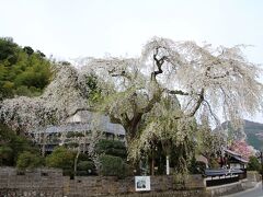 鳥取市河原町長瀬のオオシダレ桜
