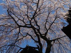 今年も京都の桜の時期に・・・1