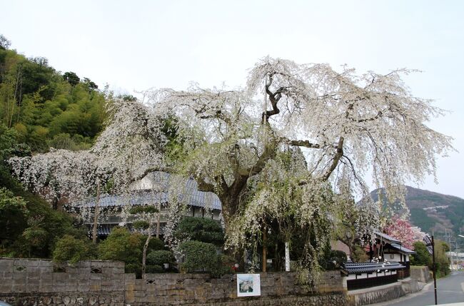 長瀬にある民家の庭に咲くオオシダレ桜