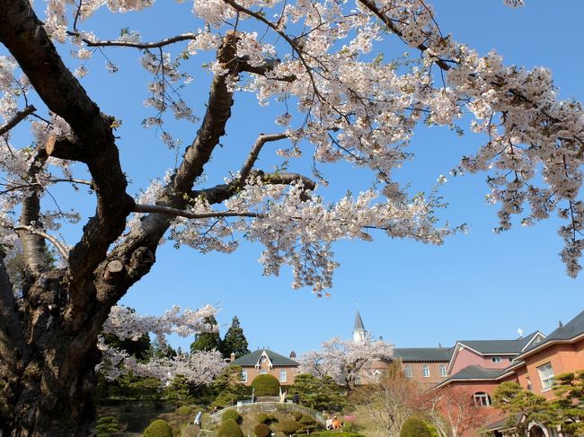 大型連休最後の日に2泊3日で北の桜と温泉を巡ってきました。<br />ツアー旅行は<br />　「　大正ﾛﾏﾝ溢れる和ﾓﾀﾞﾝ客室と湖畔に佇む絶景のﾘｿﾞｰﾄ上室の屋で憩う‐-北の桜巡り北海道お祝い旅3日間」<br /><br />①5月6日（火）：東京駅　8：20発---新幹線はやぶさ---新青森駅11：19着<br />　　　　　　　　新青森駅　11：30発---ｽｰﾊﾟｰ白鳥5号--函館駅13：42着<br /><br />　　　　　　　五稜郭公園～トラピスチヌ修道院～函館山(夜景観賞）<br />　　　　　　　～　＜湯の川温泉＞　望楼NOGUCHI函館　（泊）<br /><br />②5月7日（水）：宿　9：00発～函館朝市（海産物の買い物）～松前公園<br />　　　　　　　　（桜鑑賞）～＜洞爺湖温泉＞　ｻﾞ・ﾚｲｸﾋﾞｭｰTOYA乃の風<br />　　　　　　　　　　ﾘｿﾞｰﾄ　（泊）<br />③5月8日（木）：宿　9：00発～大沼国定公園（遊覧、散策）～<br />　　　　　　　函館駅　15：56発--ｽ-ﾊﾟｰ白鳥34号　新青森駅　18：01着<br />　　　　　　　新青森駅　18：24発---新幹線はやぶさ---東京駅21：23着<br /><br />　　