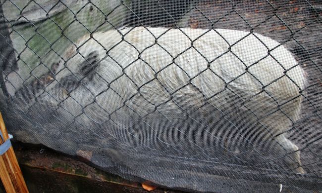 和気清麻呂公が道鏡事件で流された大隅国、その縁で大隅国にも和気神社があります。備前の国和気神社にも日本一の藤棚がありますが大隅の和気神社にも藤棚があり藤祭り開催中でした。 <br /><br />　和気清麻呂公を助けて道案内をした猪にちなんでここ大隅の和気神社にも狛猪がいました。備前の和気神社には猪の剥製が奉納されていましたがここでは活きた猪がいました。白猪の和気ちゃん。和氣慎吾東洋太平洋チャンピオンの世界タイトル戦も白星間違いなし。 <br />