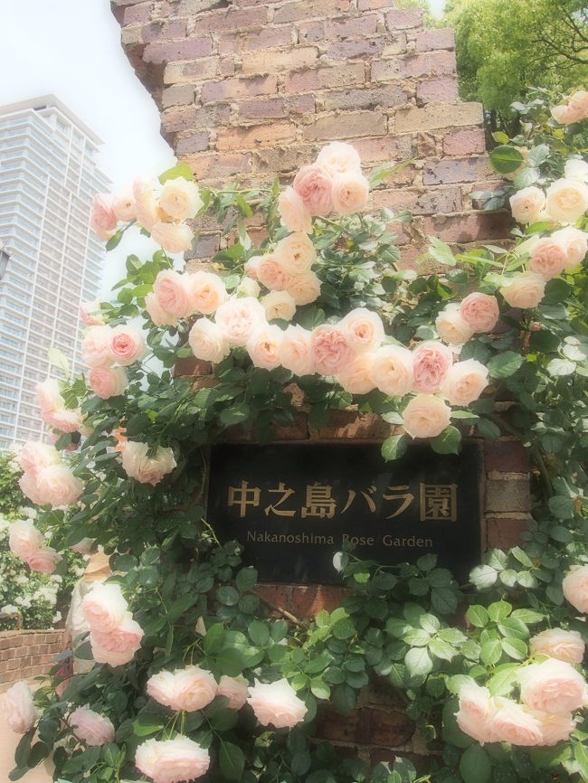 　2012年の5月下旬に訪れた大阪の中之島バラ園の様子とその日に中之島周辺で行われたイベント「北船場茶論」の様子です。<br /><br />今年の北船場茶論は204年5月24日（土）開催予定です。<br />http://kitasemba-salon.com/
