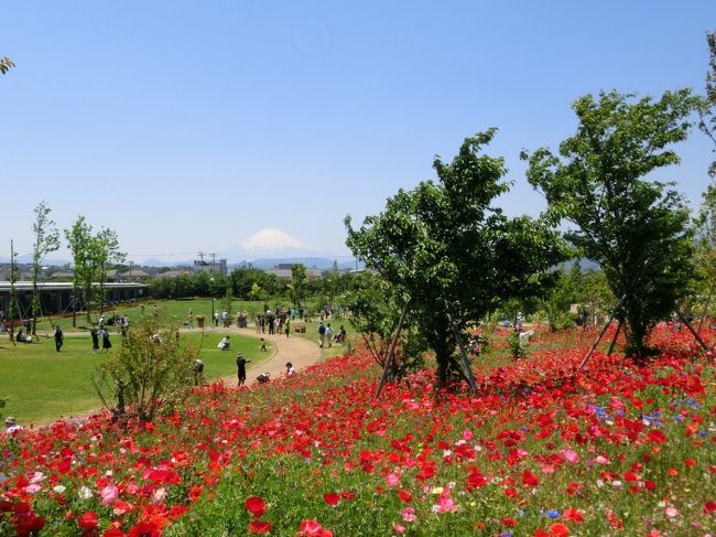 平塚花菜ガーデン　ローズフェスティバル！三日月山の花畑と富士山も　　2014年5月11日