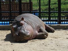 「かば館のカバ」お昼寝中～旭山動物園～２０１４春