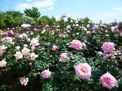 バラ・ばら・薔薇 「ローズフェスティバル～春～2014」 in花菜ガーデン
