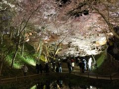 2014南信州 高遠城址公園「天下第一の桜！」 夜桜を楽しむ！