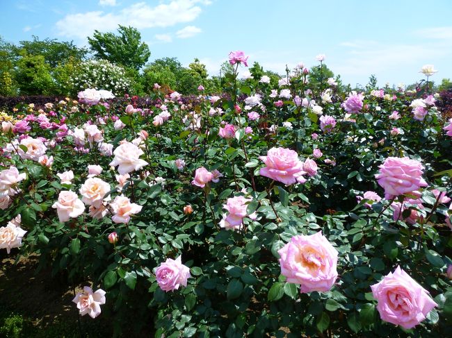 神奈川県立 花と緑のふれあいセンター「花菜ガーデン」で5/10～6/22まで開催されている<br />「ローズフェスティバル～春～2014」に行ってきました。<br /><br />写真の数をだいぶ絞りましたが、100枚超えです…<br />よろしければ、最後までおつきあいくださいませ。<br /><br />ガーデン等の説明は、ガイドブックから転記させていただきました。