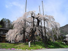 GW真っ只中の白川郷！岐阜の桜めぐり（2）　２０１４年