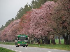 日本一の桜並木　二十間道路を訪ねて（北海道静内）