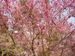 京都御所の桜