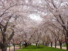 天保山の桜・天保山公園