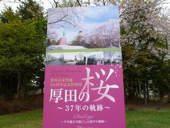 今年は早いぞ北海道の桜！桜吹雪＆桜じゅうたん：ここはヤバイ！(2014,5,15)