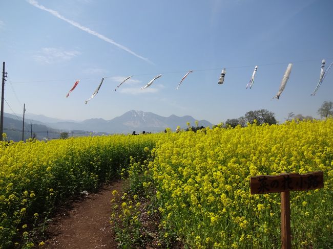 第３１回飯山菜の花まつりが５月３?・４?・５?の３日間飯山市の<br />菜の花公園で開かれていました。<br />以前散策した小布施町の鉄橋の下の菜の花畑も鯉のぼりが泳いでいて<br />菜の花も見ごろでしたが、今日の目的地は<br />楽しみにしていた初めての飯山市の菜の花公園です。<br /><br />今日も色々なイベントが準備されていましたが時間の都合上、<br />菜の花だけを十分に楽しんで来ました。<br />唱歌「おぼろ月夜」を作詞した高野辰之氏はこの奥信濃とゆかりが深い<br />人物だったそうです。<br /><br />翌日は菜の花にふさわしい唱歌<br />「朧月夜」を課題曲に音楽祭も開かれたそうです。<br /><br /><br />