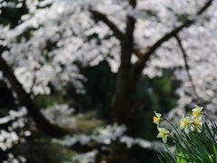 2014 GW　桜を追いかけて東北へ　1