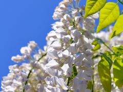 足利市 藤/WISTERIA in Ashikaga