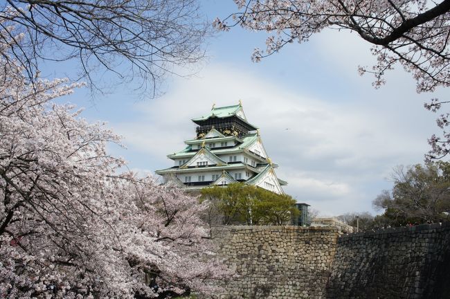 私の持論ですが、日本の歴史の中で文化が爆発した時代は、三つ。それは、天平時代、安土桃山時代、明治時代です。文化は、異質なものと交わることで化学反応を起こすのです。それぞれシルクロードで西洋ともつながっていた国際国家、唐に、大航海時代の幕開けを牽引した南蛮諸国、帝国主義で世界を震撼させた欧米列強と接触することで、日本の文化は大きな影響を受けたのですが、それだけでなく、日本では、なぜかその時代に、もっとも日本らしい、その後の精神の支柱になる文化が生まれたのがとても面白いところ。和辻哲郎もそうした日本人の特性について、古寺巡礼の中で、対象は天平時代ではありますが、しきりに触れています。<br /><br />日本は、島国で鎖国が長かったというのが、今の日本人の常識になっていますが、そればかりではない。徳富蘇峰は、明治維新はなんだったのかを考えるために、一生を費やした人ですが、織豊時代から説き起こさなければ明治維新のなんたるかは分からないとし、『近世日本国民史』を著しました。<br /><br />さて、大阪城は淀君と秀頼が自刃したイメージが強すぎて、ネガティブな見方をされることも少なくないのですが、戦国時代を終わらせ、実質的な天下統一がダイナミックに成し遂げられた象徴。日本各地で領主はけわしい山城から、平野や海に近い平城に出てきて、経済・交通を活性化する街作りが政治の最大目標になる時代が幕を開けました。文化がはっきりと権威の象徴になったことも、信長とその後継者たる秀吉の貢献であり、鎖国になっても、その方向性は変わることはなかったと言えるでしょう。<br /><br />例えば、千利休から小堀遠州、古田織部へ、雪舟から長谷川等伯、狩野派へ。このもっとも日本的と思われているものでも、実は。。小堀遠州の庭園は直線を使った大胆なデザインが特徴と言われますが、これは西洋の庭園手法を学んだもの。織部焼や黄瀬戸の特徴である緑色は東南アジアから伝わったものとも言われ、南蛮文化の影響をしっかり受けているんです。<br /><br />で、話を元に戻すと、大阪城は安土桃山時代の到達点。華やかな日本文化が爆発した時代であったことに、はるか思いをはせれる場所なのです。