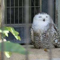 ＳＦＪで福岡・熊本のたび① 福岡動物園と那珂川遊覧