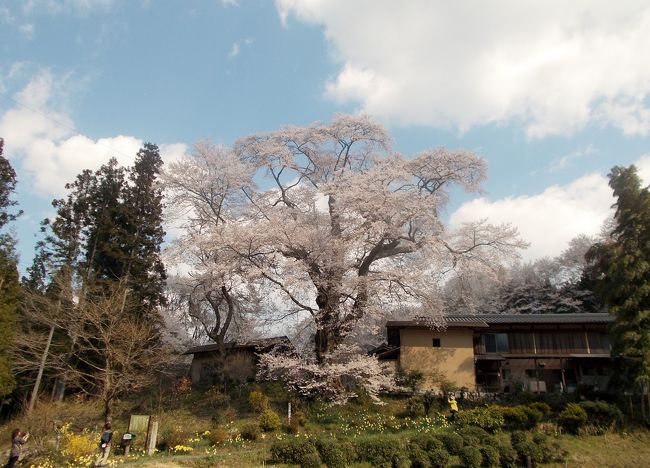 中津川市の苗木さくら公園の桜の樹海、恵那市の恵那峡の桜と渓谷の景観を満喫した後に訪れました。満開のエドヒガンザクラを撮影した記録を残しておきたいと思います。