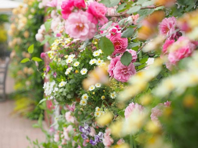 この秘密の花園を初めて訪れたのは２年前の秋。<br />横浜の中心地という好立地から千円という強気の価格設定のわり<br />に見ごたえがないと噂されていたのだが不振が続いたのだろうか、<br />経営陣が変わったのはその頃だった。<br /><br />半額になったから行ってみる？なんて、軽い気持ちで出かけたの<br />だがその時はまだ訪れる人も少なく住宅街とは思えない素敵な<br />お庭に魅了されそれから毎年足を運ぶようになった。<br />今となっては噂が噂を呼びバラのこの時期の美しさは一見の価値<br />ありと多くの人が訪れるようになった。<br /><br />秘密ではなくなった秘密の花園へ今年もでかけよう。<br /><br />■横浜イングリッシュガーデン<br />http://www.y-eg.jp/index.php<br />開園時間　　　10:00〜18:00　500円<br />早朝特別入園　08:00〜09:30　1000円（滞在は18時まで可能）