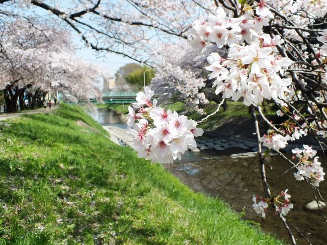 　4月、そろそろ桜の時期も終わりかな、という8日頃、平日に時間がとれたので、埼玉県の所沢よりも西、狭山のあたりのお花見スポットを訪ねてきた。<br />　場所は、入間市の霞川桜堤、狭山市稲荷山公園、所沢市航空公園と、すべて西武沿線。入間市駅のすぐ近くにある霞川は、桜の名所で川岸にずっと並木が続くが、噂どおりの見事な桜が川端に続いていた。ちょうど満開で、時期もどんぴしゃだったのは幸い。西武池袋線入間市駅は、特急も停車するので、時間を計り、池袋から特急で行った。<br />　隣の駅が、稲荷山公園。航空自衛隊入間基地の敷地の中に駅がある。この駅の北側すぐに稲荷山公園があり、やはり桜の名所。桜は散り始めていたが、まだ満開の木も多く、平日ながら、多くの人が花見に出ていた。<br />　稲荷山公園からは、自衛隊の入間基地を垣間見ながら、新宿線の狭山市駅まで徒歩。狭山から航空公園まで電車で移動、最後の目的地、航空公園でも満開の桜と、博物館収蔵の多くの飛行機や展示物を見、岐路についた。<br />　航空公園では、YS11が出迎え、わが国の航空発祥地とともに、大戦中は陸軍の飛行場や航空訓練施設などがある飛行機の街だったことを忍ばせる展示物が豊富だった。時期がら零戦と堀越技師の写真展示もあった。<br />　帰りも、所沢から西武特急で池袋まで乗り、行き来とも快適に移動できた。