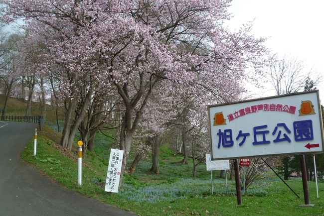 芦別は我が家から30分。<br />食事が美味しくて有名なホテル(スターライトホテル）と道の駅がお気に入り。<br /><br />今年の北海道の桜は例年よりもかなり早くに見ごろを迎えました。<br />ゴールデンウィーク中に函館以外で桜の見ごろを迎えるなんて、とってもめずらしいことです。<br />近場でも桜を楽しめました。<br /><br />5月5日　芦別市　旭ヶ丘公園　桜7分咲き<br /><br />5月17日　芦別市　道の駅　名物ガタタンラーメンを食べに。