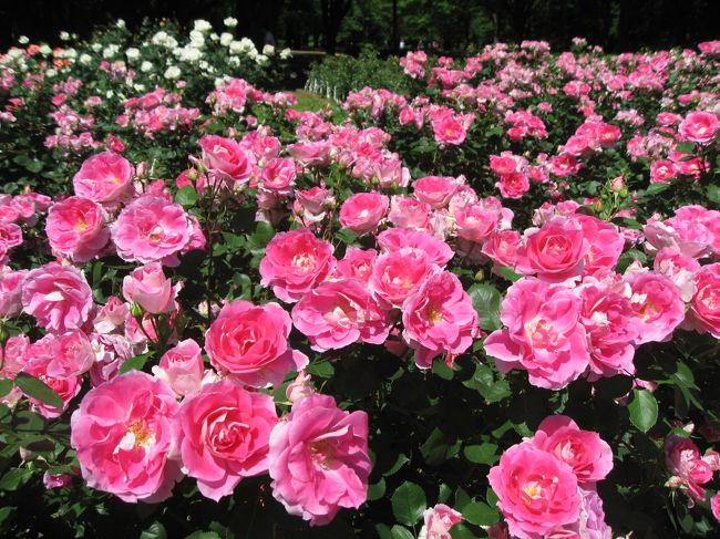 代々木公園のバラが見頃になったので見てきました。代々木公園はバラ花壇が２箇所あります。