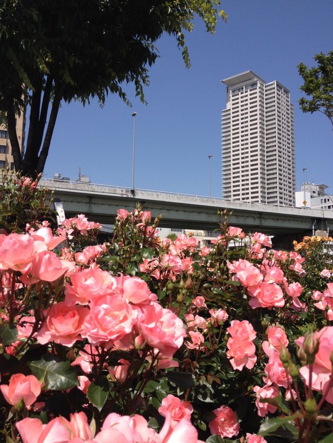 この時期になるとばらがきれいに咲いているのをちらほら見かけ、それを見るとばら公園を訪れたくなります。<br />今日はとてもいいお天気でばら鑑賞には最高でした。<br />色々な種類のばらが咲き誇り、とても素敵な広場になっていました。<br />