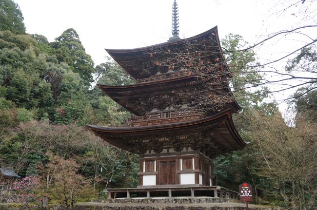 いよいよ今回の旅行のメインというか目的の湖東三山を巡ります。<br />平成２５年１０月に「湖東三山スマートIC」が開設されたのを記念して「湖東三山」（西明寺・金剛輪寺・百済寺の天台三古刹）で、平成２６年４月４日（金）～６月１日（日）までの期間、秘仏本尊のご開帳が行われます。<br />本来であれば御開帳時期は、「住職一代・数十年に一度」にしか公開されない秘仏中の秘仏ですので是非拝観したいということで仏像ガール（？）の妹も誘っての旅です。