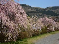 箱根仙石原公園の枝垂桜　ちゃいなハウスのランチ　箱根翡翠３人用スタンダードルーム　２０１４年４月