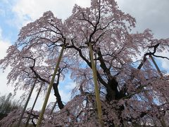 春満喫！花いっぱいの福島へ「三春の滝桜と花見山公園」