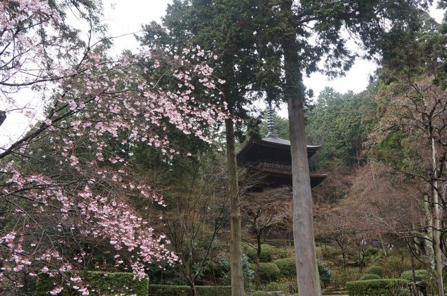 西明寺の次は金剛輪寺です。<br />こちらは奈良時代に聖武天皇の勅願により行基が開山した天台宗の寺院です。