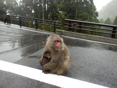 どしゃ降りの屋久島！　ヤクスギランドと首折れサバ　　　（屋久島３日目）