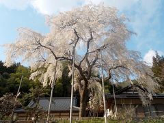 大安寺の枝垂桜