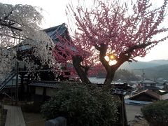 瑞龍寺の枝垂桜