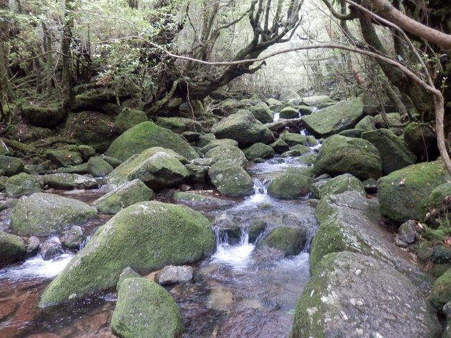 屋久島４日目最終日は、白谷雲水峡に。<br /><br />太鼓岩まで行きたかったのですが、鹿児島へ移動する日なので手前までです。<br /><br />≪日程≫<br />白谷雲水峡：奉行杉コース⇒レンタカー返却⇒屋久島空港⇒ＪＡＣ3746　14：00屋久島⇒溝辺鹿児島空港⇒レンタカー借りる⇒指宿へと<br /><br />≪写真≫楠川歩道（奉行歩道）へ向かう前の川<br />≪天候≫曇り