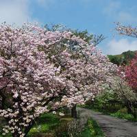 250種類も咲き誇る松前桜に感動（北海道）