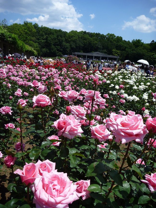 2014年05月　バラの香りに誘われて　ｉｎ　神代植物公園