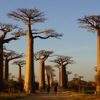 ２０１３夏 マダガスカル旅行記（５）バオバブの森めぐりと美しい夕景