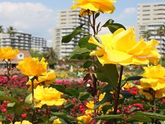 バラ園はしご　京成バラ園VS谷津バラ園 　　　谷津バラ園編