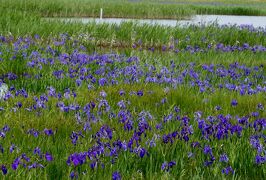 2014春、満開のカキツバタ群落(1/3)：刈谷市・小堤西池（国指定・天然記念物）