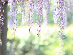 間に合わなかった藤の花…亀戸天神社の藤まつり