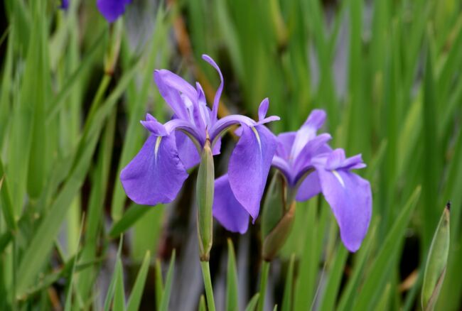 2014春、満開のカキツバタ群落(3/3)：刈谷市・小堤西池（国指定・天然記念物）