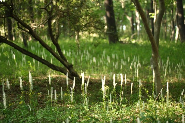 正直、時間配分に失敗しました！<br />本日、森林公園に行こうと思ったのは、西口から徒歩で、ハーブガーデンやボーダー花壇まで足を伸ばすこともそうでしたが、野草コースのシライトソウと運動広場のシャーレーポピーが目当てだったのです。<br /><br />でも、ハーブガーデンとボーダー花壇では、新しい10-22mmの超広角ズームレンズの手ならしをしていたせいもあり、ずいぶんゆっくりしてしまい、さらには都市緑化植物園前の休憩所があまりにも心地良かったので、ランチ休憩もゆっくり取りすぎてしまいました（苦笑）。<br />そこから中央口を経て野草コースに向かったのは15時近くだなんて、のんびりしすぎでしょう！<br /><br />おかげで、シャーレーポピーは見に行けませんでした。<br />しかし、野草コースのシライトソウのところに到着したときにはシャーレーポピーはあきらめたので、本日の一番目当てだったシライトソウは、満足いくまでゆっくりできました。<br /><br />シライトソウは、はじめはぽつぽつとしかなくて、こんなものかしら、と思っていたら、よく見ると、ぼんやりと幻想的の伸びた花があちこちに！！<br />去年2013年は見に行くのが遅すぎて残念だっただけに、今年はまた見ごたえあって、バンザ～イ！！<br /><br />野草コースから南口に向かったのは、閉園30分前を切っていましたが、十分間に合いました。<br />しかも徒歩コースは平坦でほぼ直線なので、サイクリングでアップダウンの激しいコースをくねくね迂回するより、早く到着したような気がしたくらいです。<br />そして南口から森林公園駅に向かう最終の川越観光バス17時10分発にも間に合いました。<br />ふと考えたら、私のいつものサイクリングだと、17時には駅前のレンタルサイクルに自転車を返却しなければならないのですが、バス利用だと夏は17時まで森林公園にいられますね！<br /><br />というわけで、本日は９時半から17時までめいいっぱい森林公園を楽しんでしまいました@<br /><br />＜西口から徒歩で回った２度目の森林公園（2014年度４回目）の旅行記のシリーズ構成＞<br />□（前編）西口からカエデ園を経て都市緑化植物園のハーブガーデン～初夏のハーブガーデンは見ごたえあり！<br />■（後編）ボーダー花壇からボタニカルカフェのランチ休憩を経て野草コースのシライトソウ～今年のシライトソウはまたまた見ごたえあり！<br /><br />国営武蔵丘陵森林公園の公式サイト<br />http://www.shinrin-koen.go.jp/<br /><br />＜タイムメモ＞<br />08:40頃　家を出る<br />09:12　森林公園駅に到着<br />09:23発　国際十王交通バスで森林公園西口へ<br />09:40頃　森林公園に西口から入園<br />10:20～10:40　カエデ園<br />10:40～11:00　都市緑化植物園と「春薫るガーデン展」<br />11:00～12:10　ハーブガーデン<br />12:10～13:10　ボーダー花壇＆植物園花木園<br />13:15～14:40　ランチ休憩<br />15:55～16:45　疎林広場＆野草コースのシライトソウ<br />17:00　南口から森林公園を出る<br />17:10発　最終の川越観光バスに乗って駅へ<br /><br />＜これまでのシライトソウの頃の初夏の森林公園の旅行記＞<br />2013年６月１日<br />「緑あふるるチャレンジングな時期の森林公園～シライトソウとシャーレーポピーが残念でも」<br />http://4travel.jp/travelogue/10781480<br />2012年５月13日<br />「木陰で涼しく過ごす初夏の森林公園（後編）キンラン・ギンラン・シライトソウと野草コースの仲間たち」<br />http://4travel.jp/travelogue/10671191<br />「木陰で涼しく過ごす初夏の森林公園（前編）すがすがしい森林浴と春と夏の狭間の時期の花たち～ポピーやアヤメ」<br />http://4travel.jp/travelogue/10670945<br />2011年５月14日<br />「すがすがしい初夏の森林公園（前編）新緑と紅葉に囲まれて」<br />http://4travel.jp/travelogue/10569512<br />「すがすがしい初夏の森林公園（後編）キンラン、ギンランと野花あふれて＆幻想的なシライトソウの森」<br />http://4travel.jp/travelogue/10569521<br />2010年５月15日<br />「シライトソウを求めて森林公園へ───木漏れ日に光る野花と新緑に癒される」<br />http://4travel.jp/travelogue/10460647/<br /><br />その他のこれまでの森林公園の旅行記は、目次の旅行記にて。<br />「花と自然紀行～武蔵丘陵 森林公園～目次」<br />http://4travel.jp/travelogue/10866790<br />