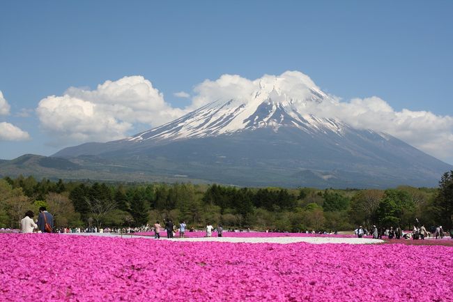 最近山梨の温泉が癒しのため投稿していませんでしたが、富士山の芝桜がきれいでしたので写真をアップしてみました。