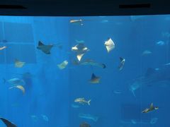 2013年8月沖縄旅行⑤「美ら海水族館・エイの連凧ブラザーズ」