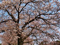 今井の桜並木　開花！　金山落しの両岸２ｋｍに　☆手賀沼西畔で静かな花見
