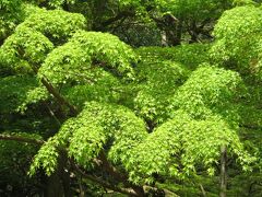 母と行く病院帰りの春日大社☆藤より綺麗な新緑にうっとり♪